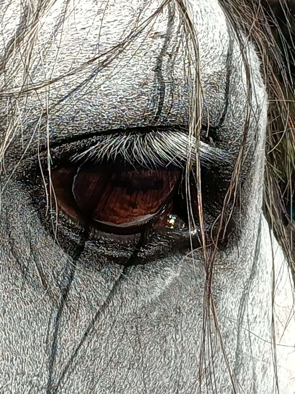 Das Auge eines Pferdes, ganz nah