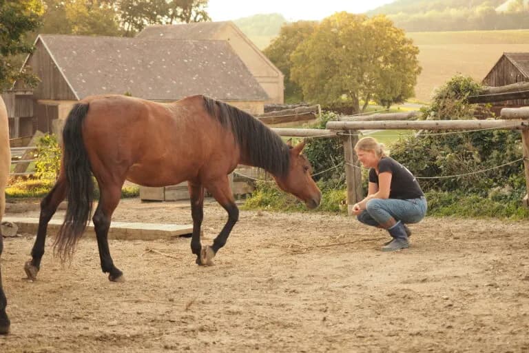 Doris geht in die Hocke und wartet, ein Pferd kommt auf sie zu